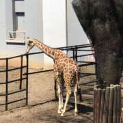 ヒメ日記 2025/12/21 00:31 投稿 桑野わかば ABC 岩手ソープ