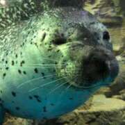 ヒメ日記 2025/12/25 08:01 投稿 桑野わかば ABC 岩手ソープ