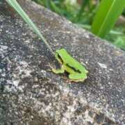 ヒメ日記 2026/01/08 15:01 投稿 桑野わかば ABC 岩手ソープ