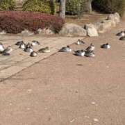 ヒメ日記 2026/01/10 00:16 投稿 桑野わかば ABC 岩手ソープ