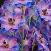 ヒメ日記 2026/03/21 19:16 投稿 桑野わかば ABC 岩手ソープ