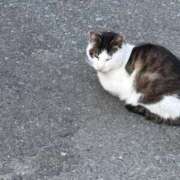 ヒメ日記 2026/04/28 17:31 投稿 昆野ほたる ABC 岩手ソープ