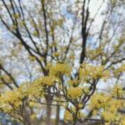 ヒメ日記 2025/04/13 21:31 投稿 滝川とわ ABC 岩手ソープ