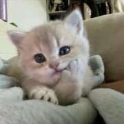 ヒメ日記 2025/01/31 19:31 投稿 山下つらら ABC 岩手ソープ