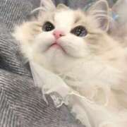 ヒメ日記 2025/02/05 06:46 投稿 山下つらら ABC 岩手ソープ