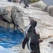 ヒメ日記 2025/07/07 10:31 投稿 吉高まなか ABC 岩手ソープ