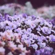 ヒメ日記 2025/01/24 16:01 投稿 今井しほ ABC 岩手ソープ