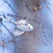 ヒメ日記 2025/01/29 21:46 投稿 今井しほ ABC 岩手ソープ