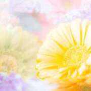 ヒメ日記 2025/03/26 21:01 投稿 今井しほ ABC 岩手ソープ