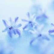 ヒメ日記 2025/11/25 09:01 投稿 今井しほ ABC 岩手ソープ