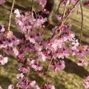 ヒメ日記 2025/04/14 00:46 投稿 川西るる ABC 岩手ソープ