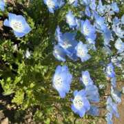 ヒメ日記 2025/05/03 14:01 投稿 川西るる ABC 岩手ソープ