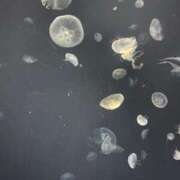 ヒメ日記 2025/11/01 16:16 投稿 川西るる ABC 岩手ソープ