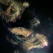 川西るる 次回???? ABC 岩手ソープ