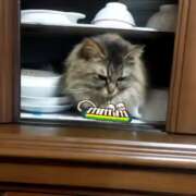 ヒメ日記 2025/02/02 15:01 投稿 宮田ひとみ ABC 岩手ソープ