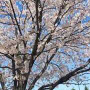 ヒメ日記 2025/04/24 10:31 投稿 宮田ひとみ ABC 岩手ソープ