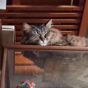 ヒメ日記 2026/01/31 14:01 投稿 宮田ひとみ ABC 岩手ソープ