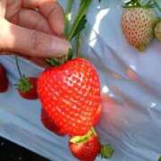 ヒメ日記 2026/04/01 09:31 投稿 宮田ひとみ ABC 岩手ソープ