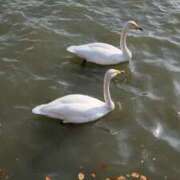 ヒメ日記 2026/02/26 12:16 投稿 斉藤あやか ABC 岩手ソープ