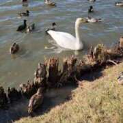 ヒメ日記 2026/03/06 11:46 投稿 斉藤あやか ABC 岩手ソープ