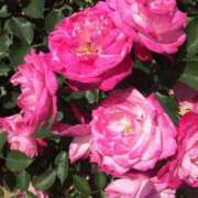 ヒメ日記 2025/07/03 10:08 投稿 中田 変態美熟女お貸しします。