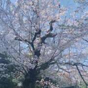 ヒメ日記 2025/04/06 16:10 投稿 坂本★ プリマドンナ