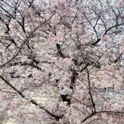 ヒメ日記 2026/03/30 17:47 投稿 坂本★ プリマドンナ