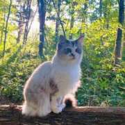 るり★ 15日 プリマドンナ