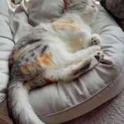 るり★ 26日日曜日 プリマドンナ