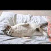 ヒメ日記 2026/01/31 20:37 投稿 るり★ プリマドンナ