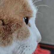 ヒメ日記 2026/02/02 21:47 投稿 るり★ プリマドンナ