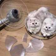 ヒメ日記 2026/03/27 23:47 投稿 るり★ プリマドンナ