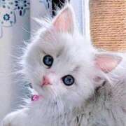 るり★ 26日日曜日 プリマドンナ