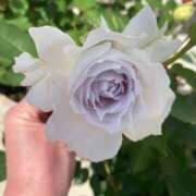 ヒメ日記 2025/05/06 22:07 投稿 池上マリア★ プリマドンナ