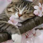 ヒメ日記 2025/04/13 21:34 投稿 諸星 えま 一夜妻　大阪ミナミ店