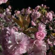 ヒメ日記 2025/04/26 22:29 投稿 まどか 吉原ファーストレディ