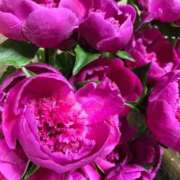 神楽★（かぐら）(二輪車可) はい、私です。 プリマドンナ