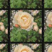 ヒメ日記 2025/05/10 21:41 投稿 高坂　あやの 熟女パラダイス甲府店（カサブランカグループ）