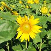 ヒメ日記 2025/06/01 09:01 投稿 吉良こうき ワイフコレクション