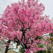 ヒメ日記 2025/03/29 21:38 投稿 たまお 熟女家 堺東店