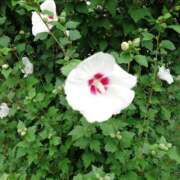 ヒメ日記 2025/08/18 16:35 投稿 ゆう Mrs Sirena（ミセスシレナ）