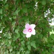 ヒメ日記 2025/08/29 10:29 投稿 ゆう Mrs Sirena（ミセスシレナ）