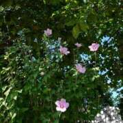 ヒメ日記 2025/09/04 02:29 投稿 ゆう Mrs Sirena（ミセスシレナ）