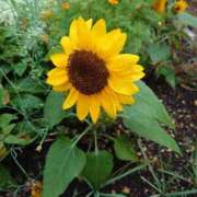 ヒメ日記 2025/09/12 08:29 投稿 ゆう Mrs Sirena（ミセスシレナ）