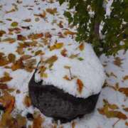 ゆう ⛄🥶😨 Mrs Sirena（ミセスシレナ）