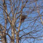 ゆう …巣？？ Mrs Sirena（ミセスシレナ）