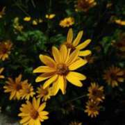 ヒメ日記 2026/05/24 15:35 投稿 ゆう Mrs Sirena（ミセスシレナ）
