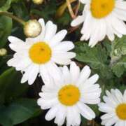 ヒメ日記 2026/06/13 12:35 投稿 ゆう Mrs Sirena（ミセスシレナ）