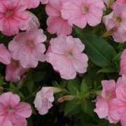 ヒメ日記 2026/08/05 12:42 投稿 ゆう Mrs Sirena（ミセスシレナ）