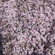 ヒメ日記 2025/04/07 14:17 投稿 るりか 完熟ばなな 立川